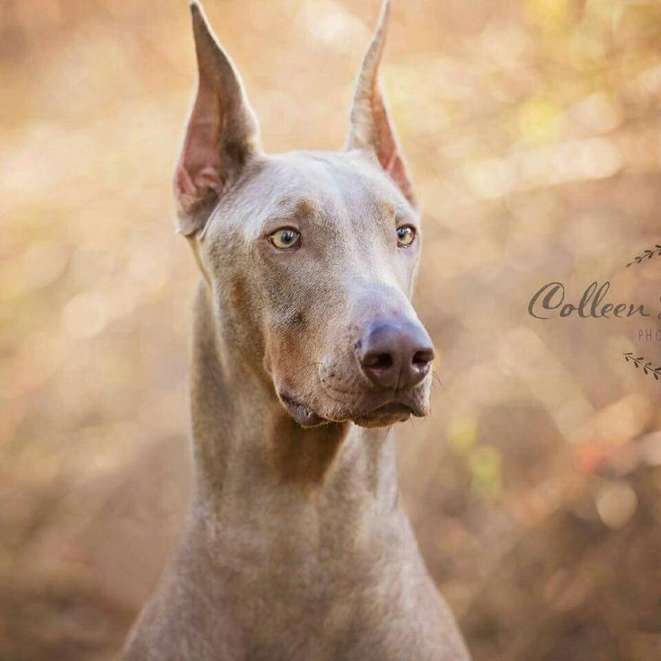 a close up of a dog on a field with trees in the backgroud