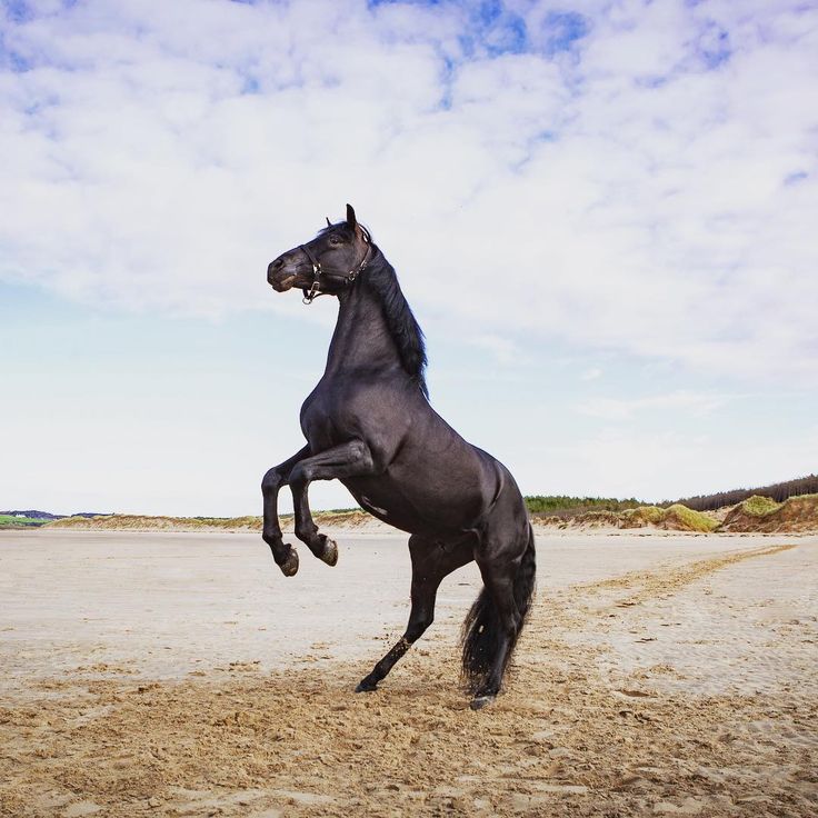 a black horse standing on it's hind legs in the middle of a dirt field