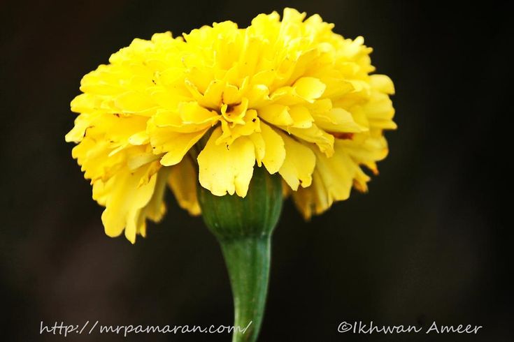 a yellow flower that is blooming in the dark