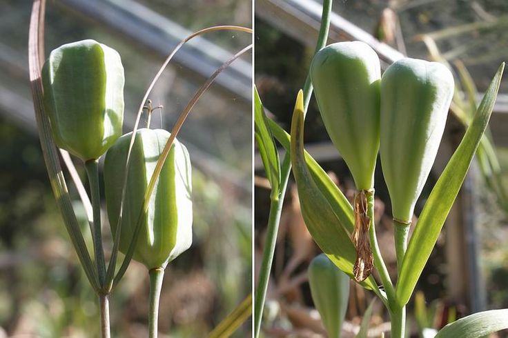 two pictures of green plants in a garden, one is budding and the other is still blooming