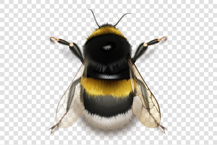 a bum with yellow and black stripes on its body