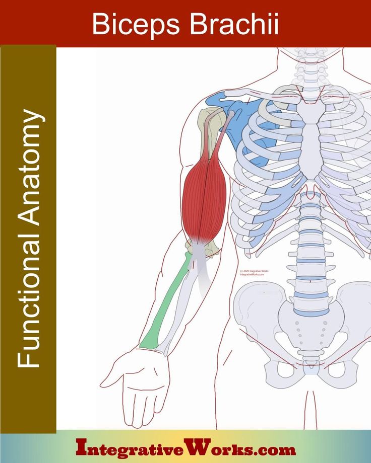 the muscles and their functions are labeled in this manual for students to learn how to use them