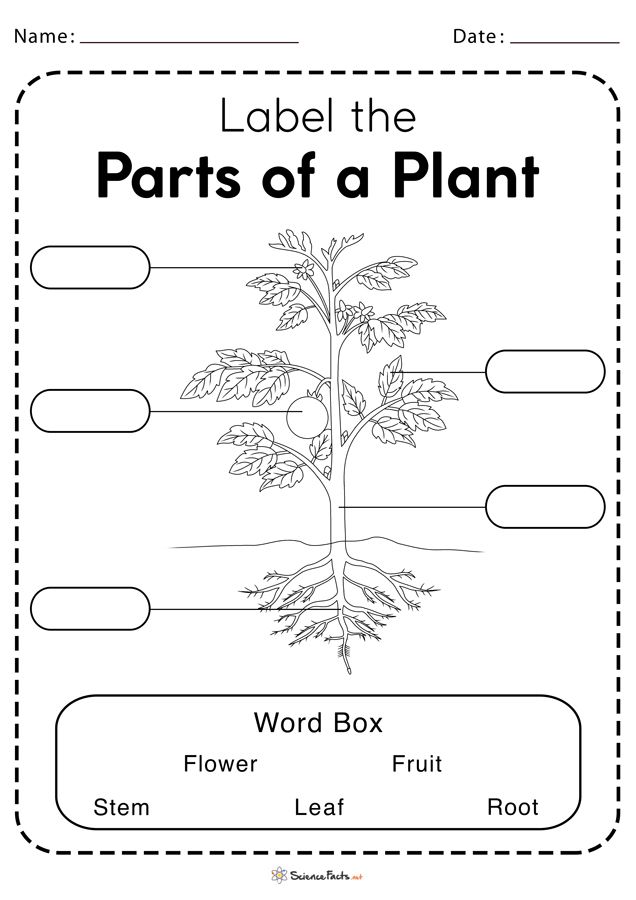 the parts of a plant worksheet for kids to practice labeling labels and labelling