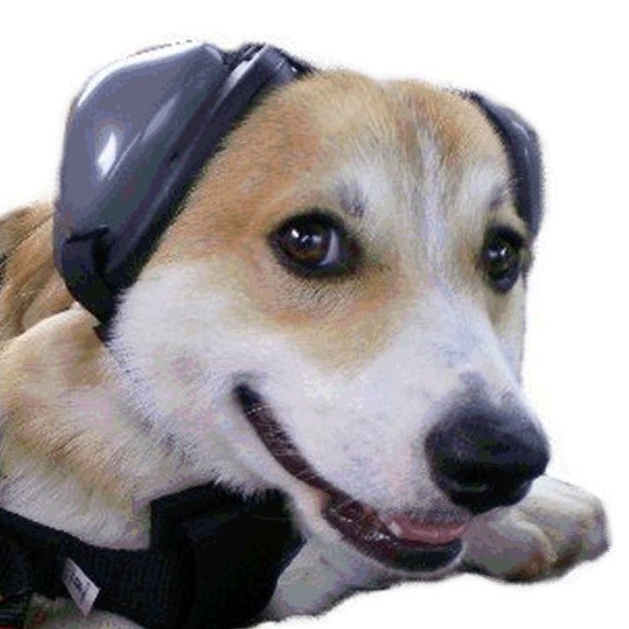 a brown and white dog wearing a helmet