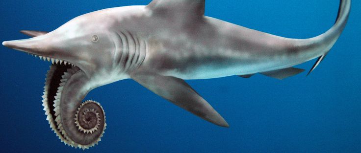 an image of a shark with its mouth open