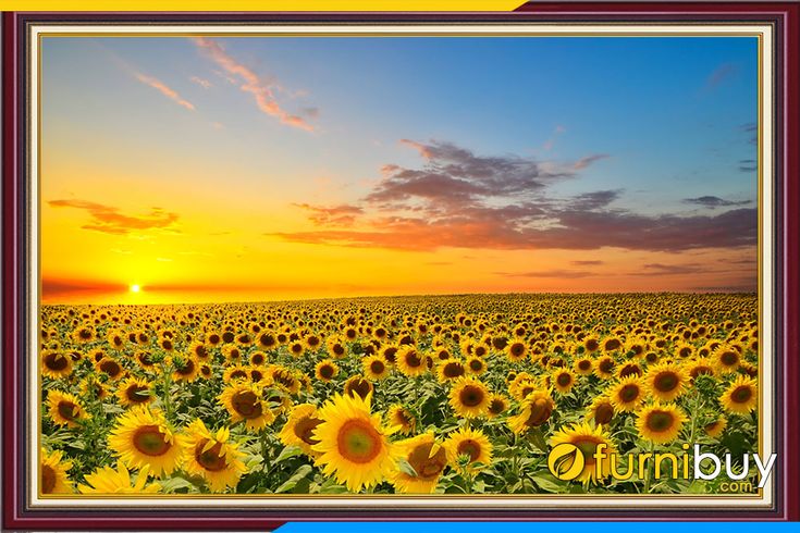 the sun is setting over a large field of sunflowers