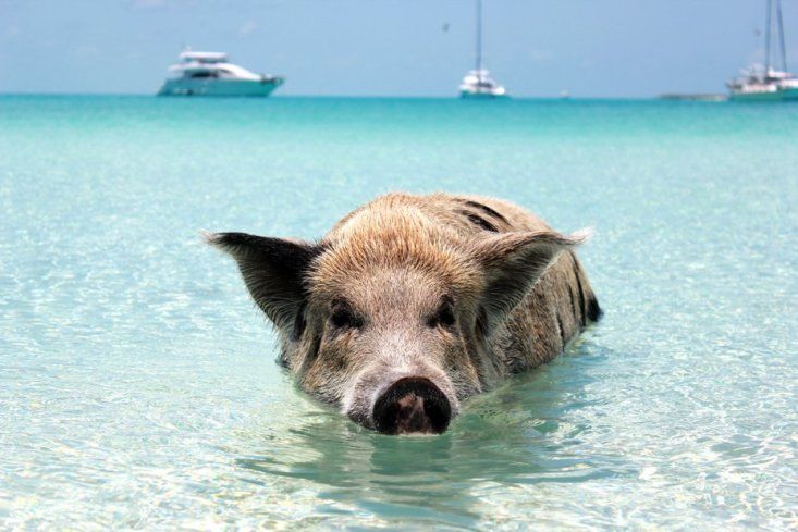 a pig swimming in the ocean with boats in the water behind him and on the other side