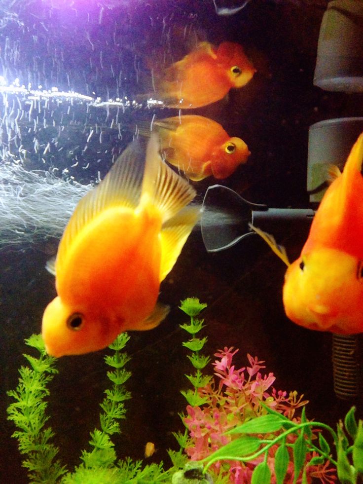 three goldfish swimming in an aquarium with plants