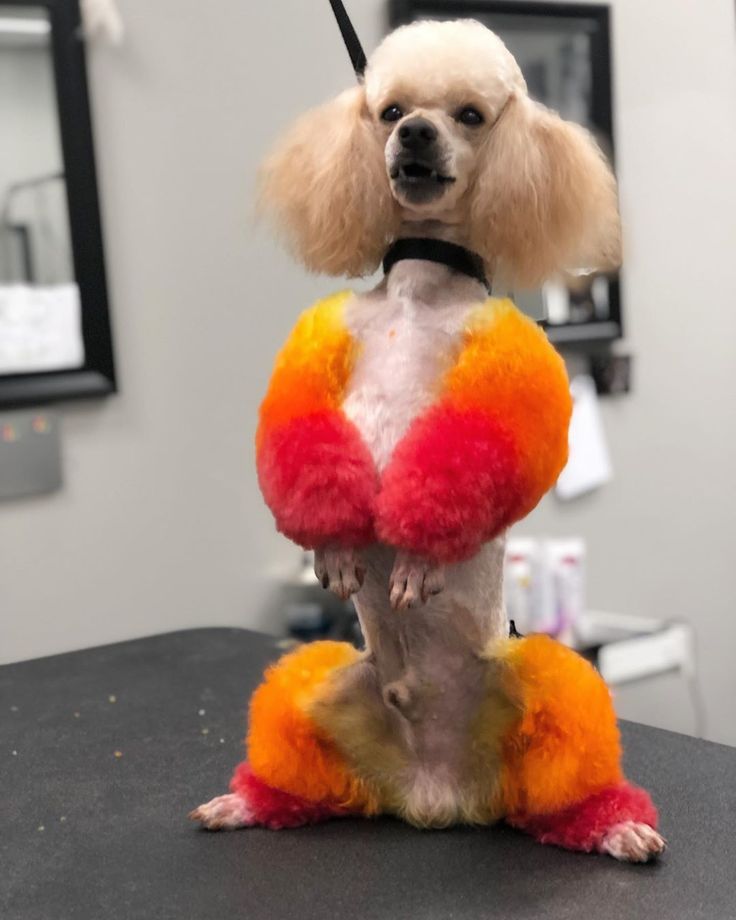 a poodle sitting on top of a table wearing an orange and red outfit with black trim