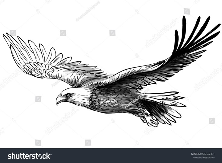 an eagle flying in the air with its wings spread out and it is black and white