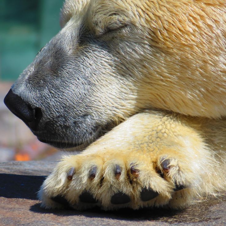 a close up of a polar bear's face and paws on a rock surface