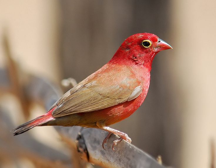 a red bird sitting on top of a tree branch