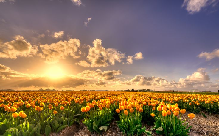 a field full of yellow tulips with the sun setting in the distance behind them