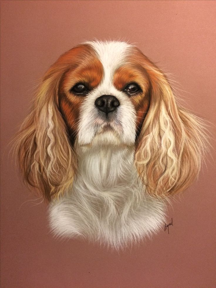 a brown and white dog with long hair