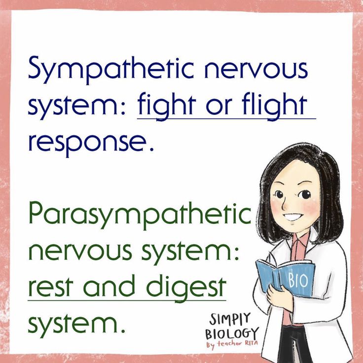 Sympathetic nervous system: fight or flight response. Parasympathetic nervous system: rest and digest system.  #sympathetic #Parasympathetic #ติวBiology #simplybiology #ติวSATSubjectBio #notestagram #biologynotecards #satbiology #tutorial #studygram #studymotivation #Notestgram #studygram #endocrinesystem #highschool Rest And Digest, Sympathetic Nervous System, Flight Response, Parasympathetic Nervous System, Inner Child Healing, Endocrine System, Inner Child, Nervous System, Study Motivation