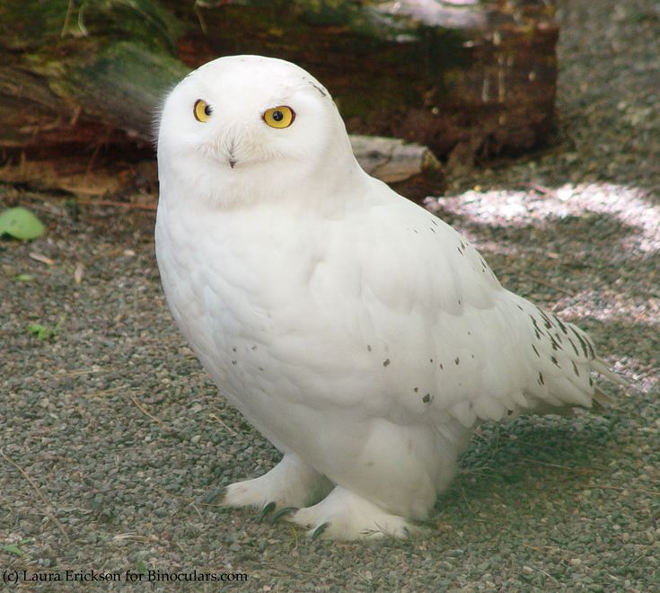 a white owl is standing on the ground