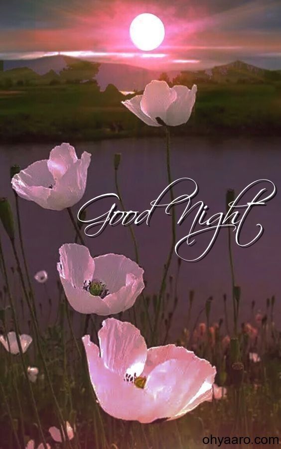 some pink flowers are in front of a lake and the words good night written on it