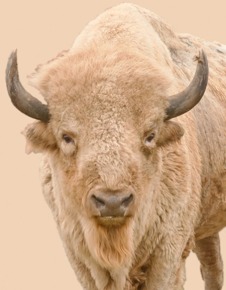 an adult bison with large horns standing in the grass