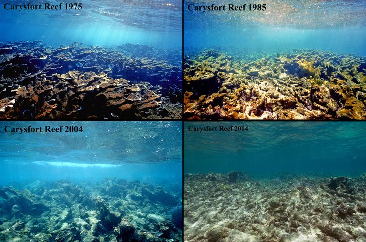 four different views of coral reefs in the ocean