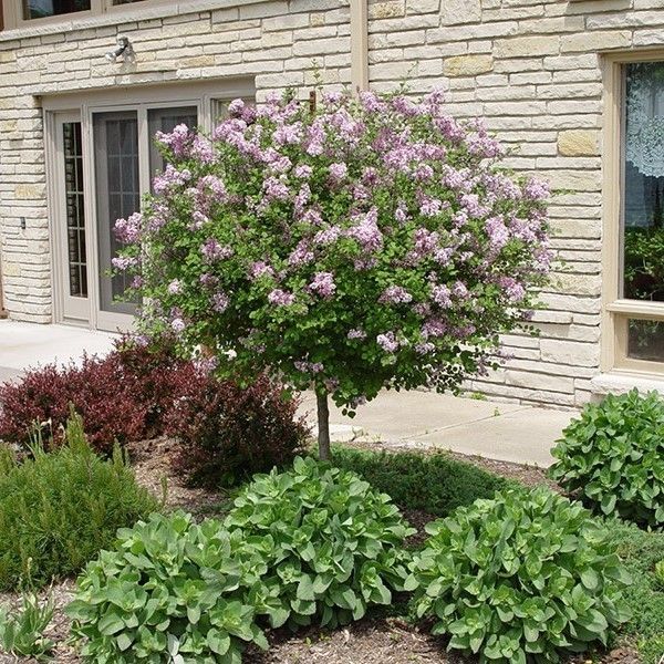 purple flowers are blooming in front of a brick building with green plants and shrubs