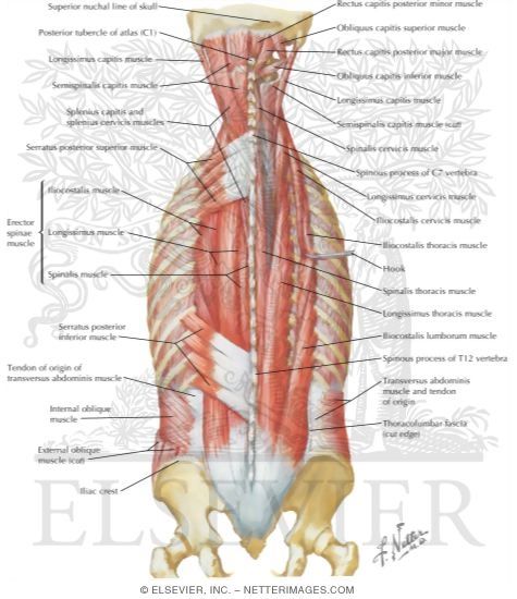 an image of the muscles and their major superficials, including the upper half of the arm