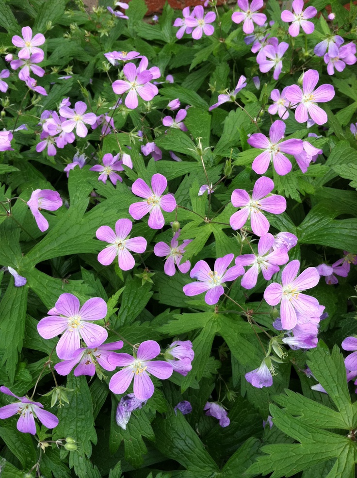 purple flowers are blooming in the garden