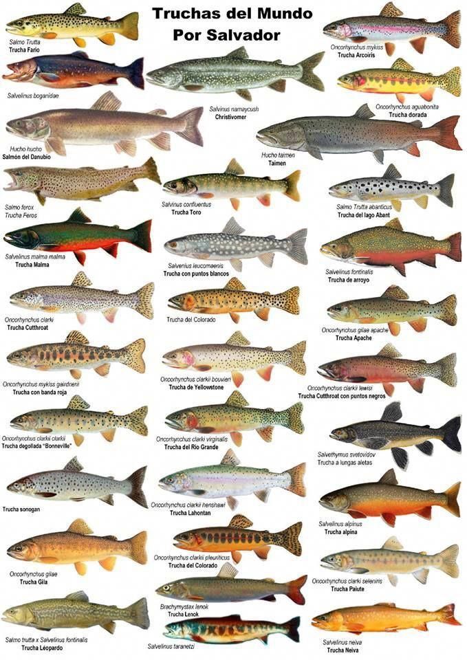 bass fishing basics #tobassornottobassthatisthequestion | Fish art ...