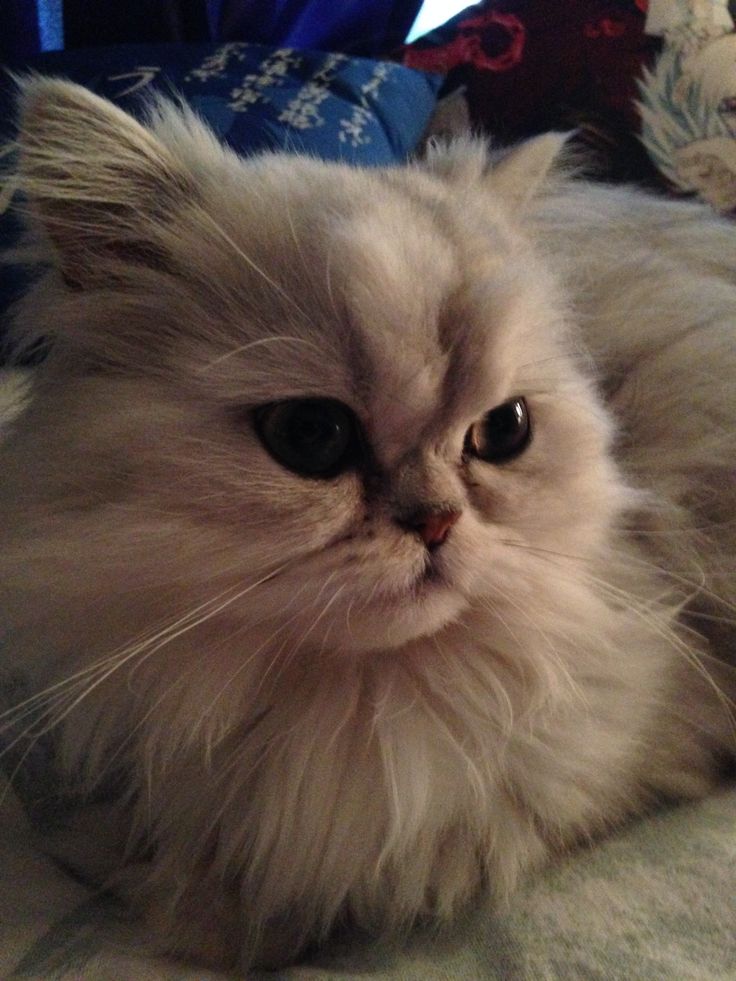 a fluffy white cat laying on top of a bed