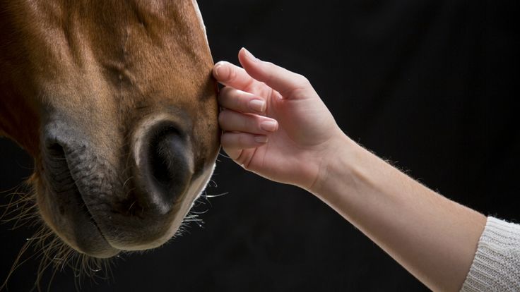 a close up of a person petting a horse's face with their hand