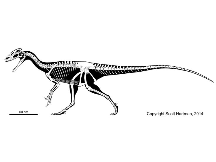 an image of a dinosaur skeleton