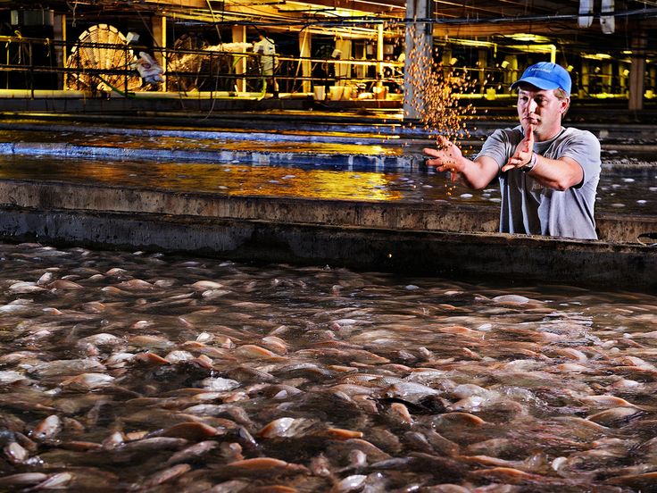 a man standing next to a bunch of fish in a body of water with his hands out