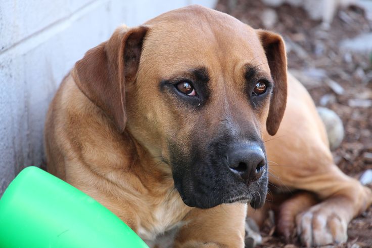 a large brown dog laying next to a green frisbee on the ground in front of a wall