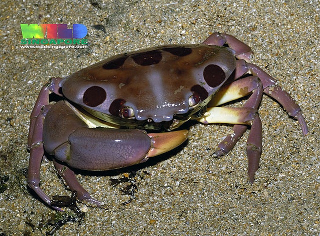 a brown and black crab sitting on top of sand