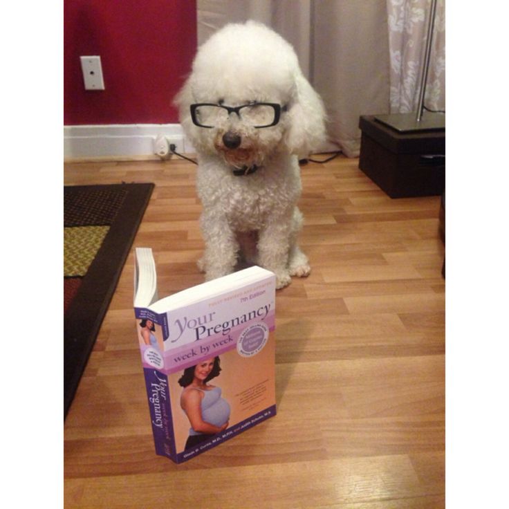 a white dog wearing glasses standing next to a book