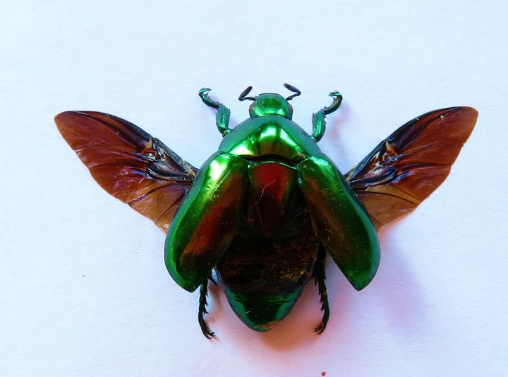 a green and brown insect sitting on top of a white surface