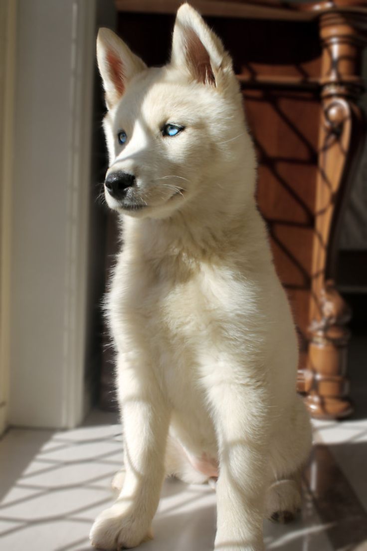 a small white dog standing on top of a floor next to a window sill