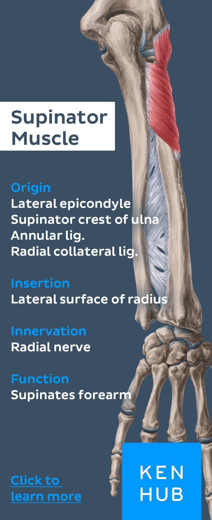 The supinator #muscle supinates, but still belongs to the group of the deep extensors of the forearm. Never stop #learning #anatomy ! Supinator Muscle, Forearm Anatomy, Learning Anatomy, Radial Nerve, Forearm Muscles, Human Body Anatomy, Muscle Anatomy, Foot Reflexology, Sports Massage