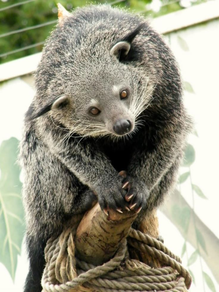 a raccoon sitting on top of a rope in front of a tree branch