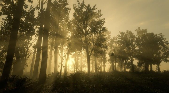 the sun is shining through the trees in the foggy forest on an overcast day