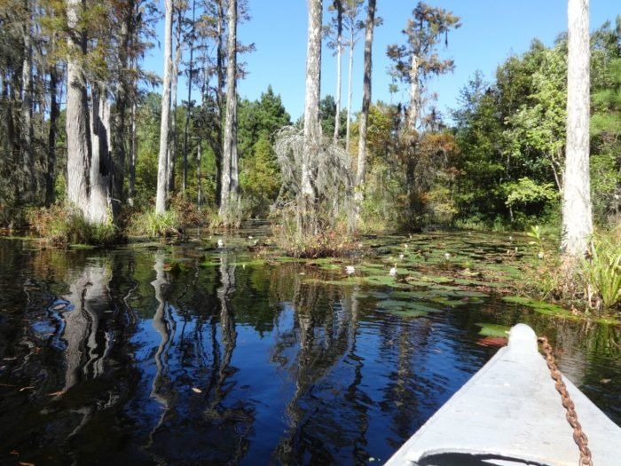 the view from a boat on a swampy river with trees in the background and water lillies growing all around