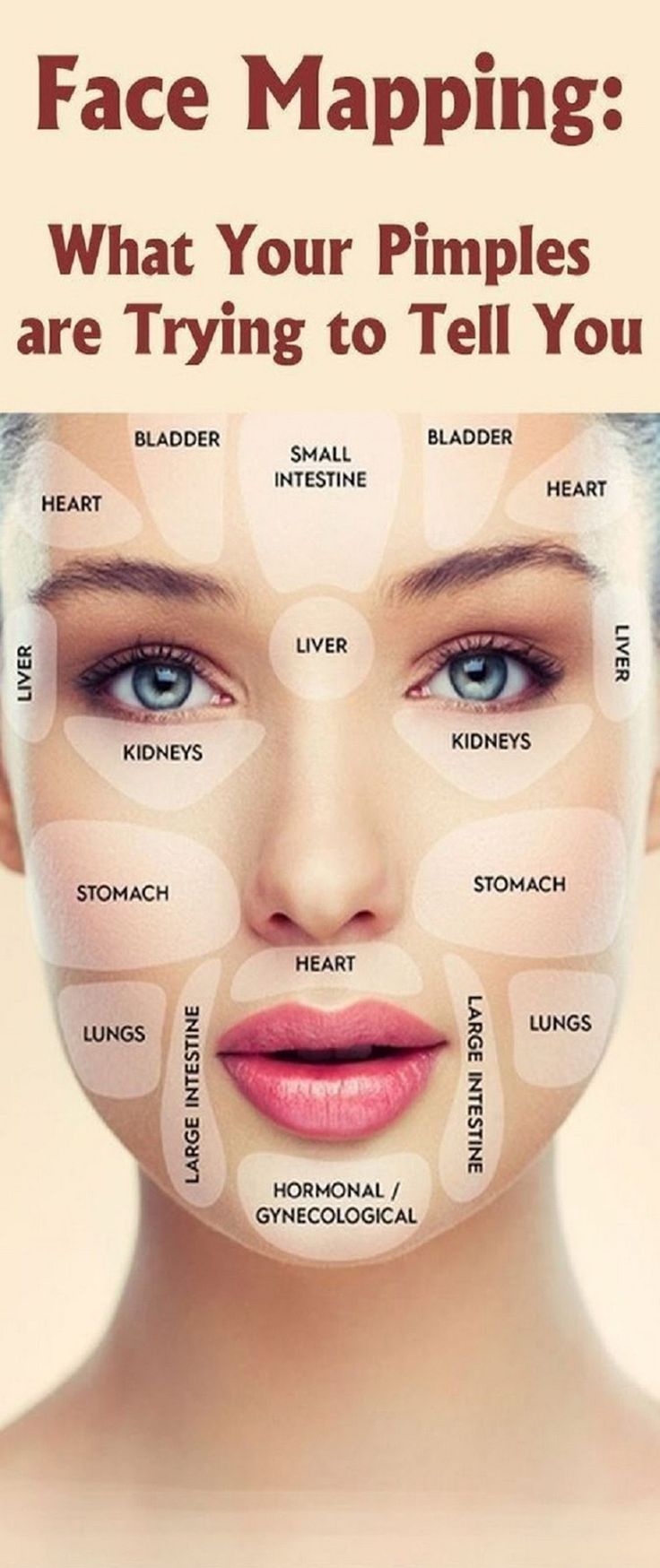 FACE MAPPING: WHAT YOUR PIMPLES ARE TRYING TO TELL YOU – Positive Thinking & Self Help Community Doterra Acne, Gesicht Mapping, Benefits Of Olives, Benefits Of Garlic, Face Mapping Acne, Forehead Acne, Acne Overnight, Face Mapping, Anti Aging Body