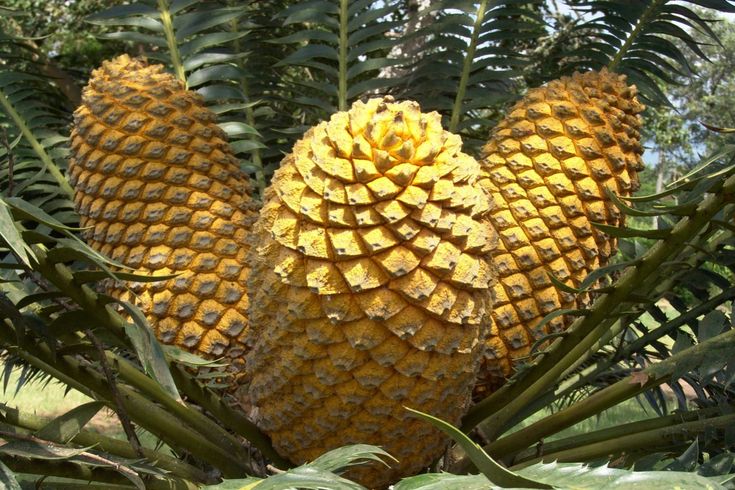 a large pineapple tree with lots of yellow fruit on it's branches and leaves