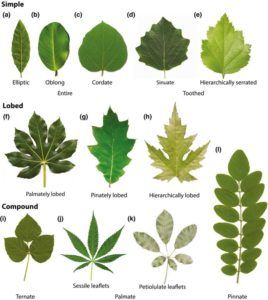 different types of leaves and their names