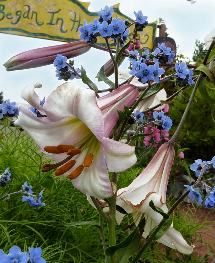 some pretty flowers in front of a sign and bluebells on the side of the road