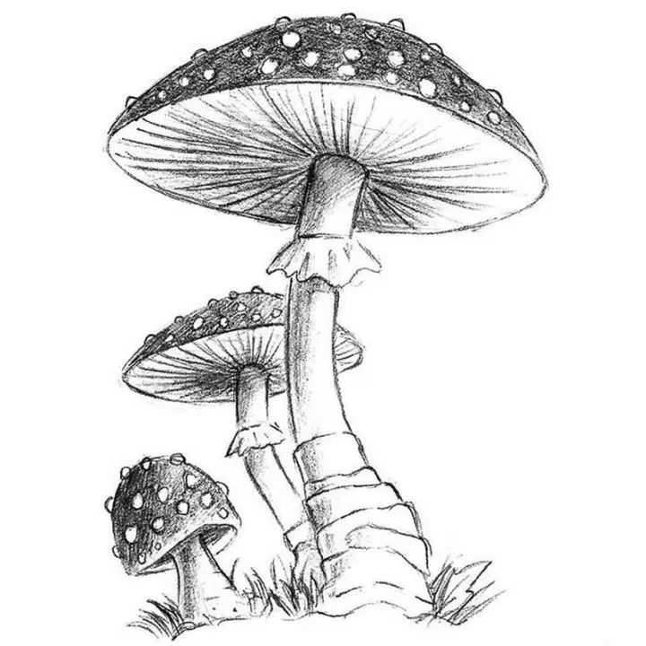 a black and white drawing of mushrooms with the caption'draw for all net '