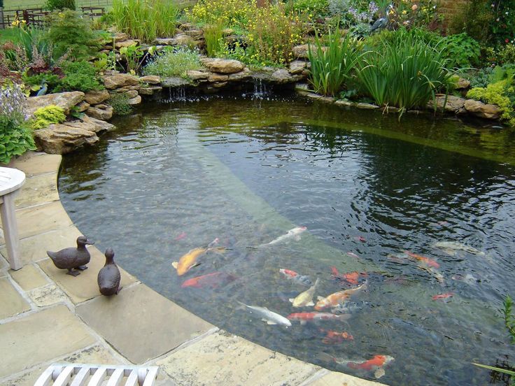 a pond filled with lots of fish next to a patio