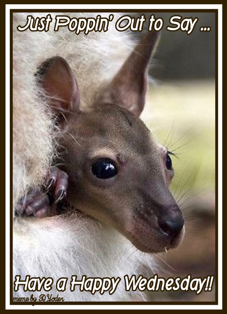 a baby kangaroo is cuddled up to its mother