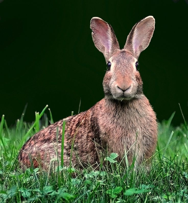 a brown rabbit sitting in the grass looking at the camera with an alert look on its face