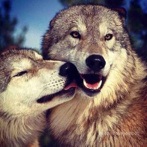 Pin de Gediminas Saprika em Vilkas | Fotos de lobos, Animais silvestres ...