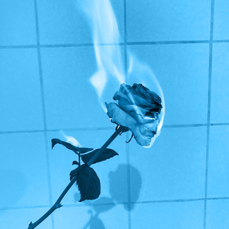 a single blue rose is in the middle of a tile wall and it appears to be wilting